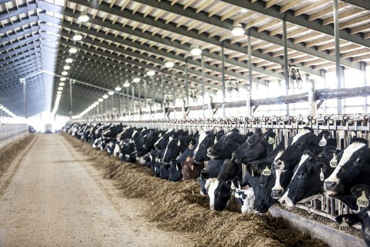 Khalid Milk Farm